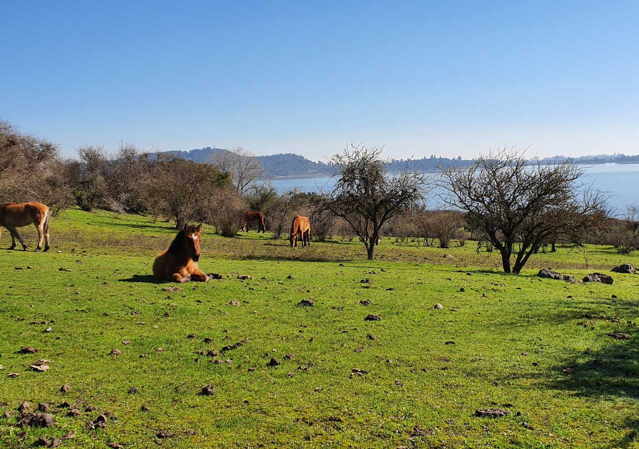 Terreno en venta en Colbún — foto 3