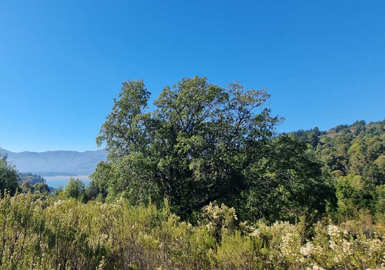 Terreno en venta en Colbún — foto 6