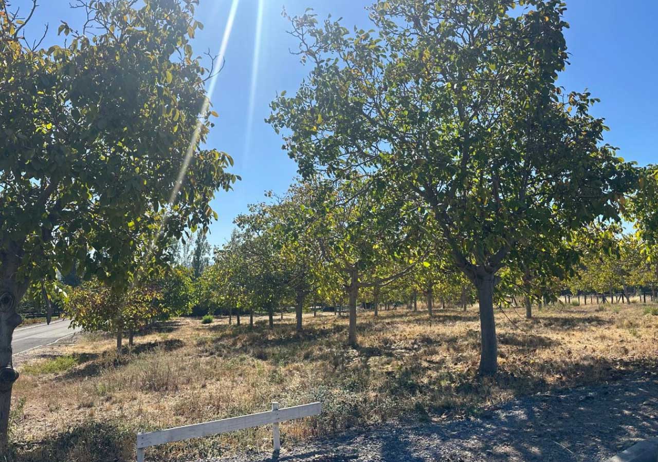 Terreno en venta en Colbún — foto 4