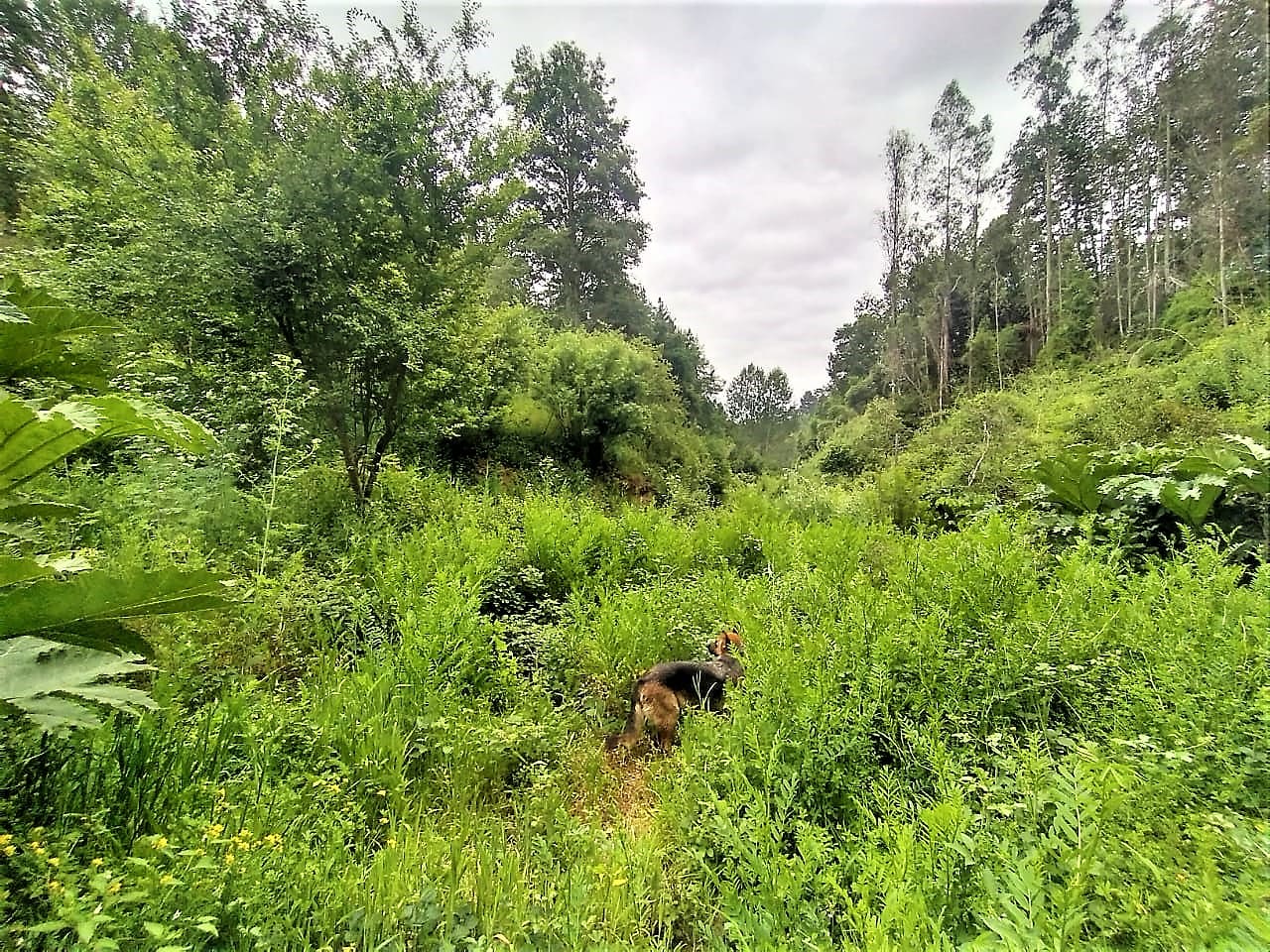 Terreno en venta en Chiguayante — foto 3