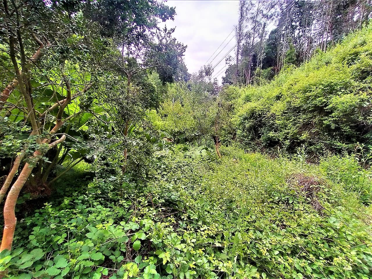 Terreno en venta en Chiguayante — foto 4
