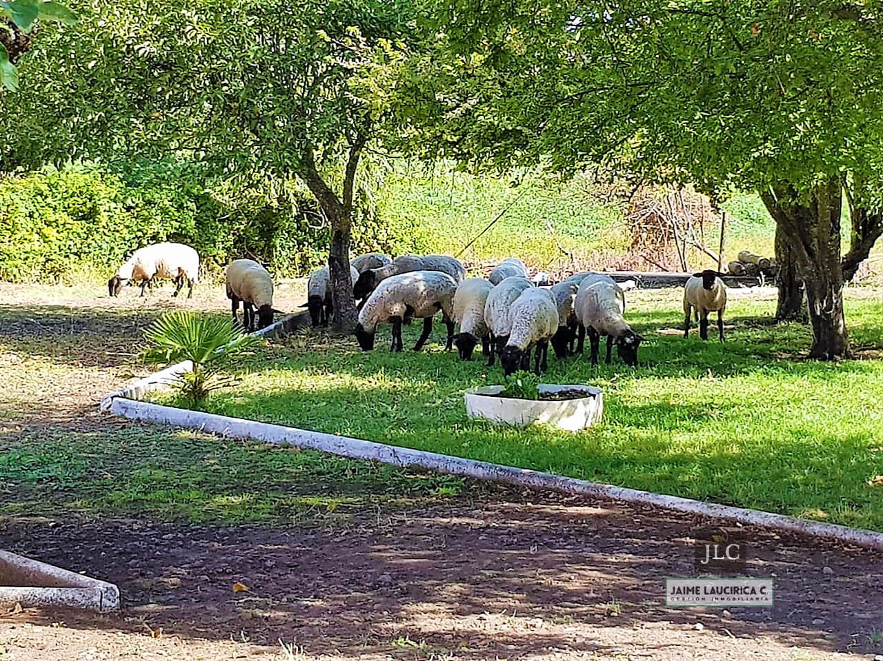 Parcela en venta en Bulnes — foto 4
