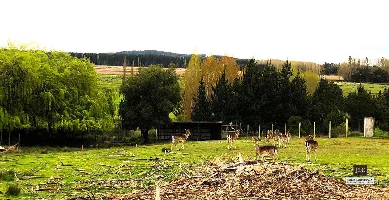 Parcela en venta en Cabrero — foto 7