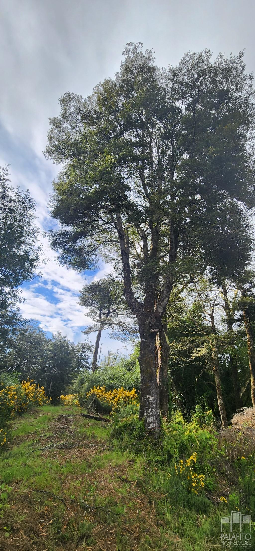 Terreno en venta en Castro — foto 8