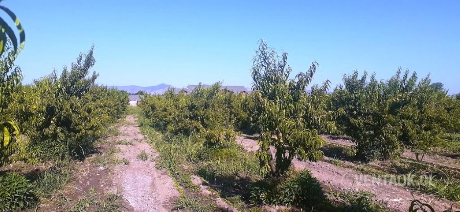 Parcela en venta en Peñaflor — foto 2