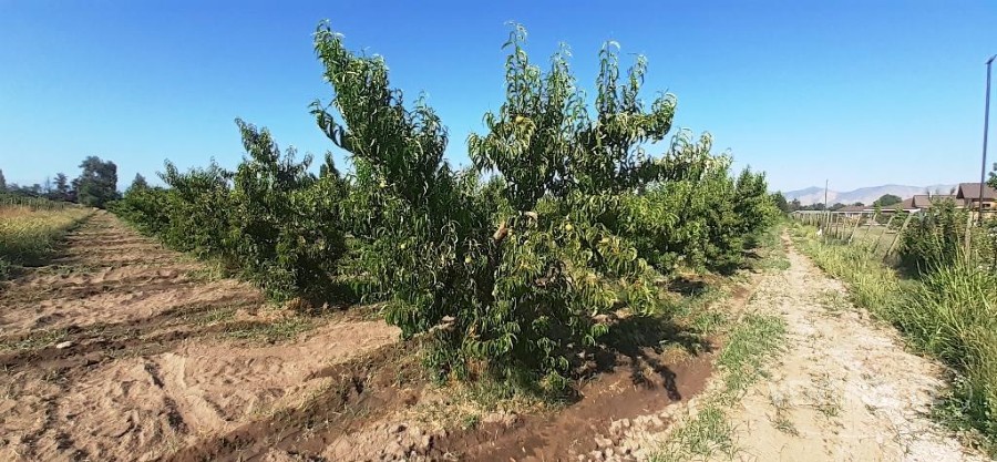 Parcela en venta en Peñaflor — foto 4