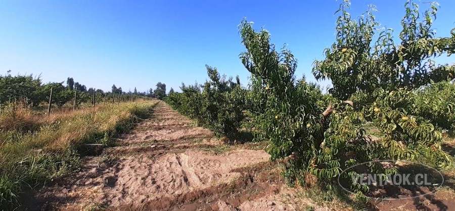 Parcela en venta en Peñaflor — foto 5