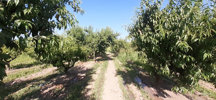 Parcela en venta en Peñaflor — foto 2