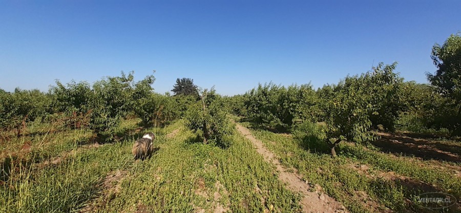 Parcela en venta en Peñaflor — foto 3
