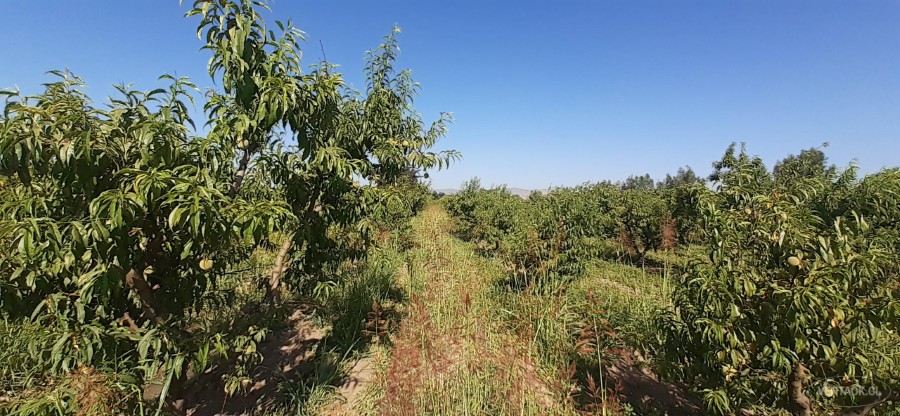 Parcela en venta en Peñaflor — foto 5