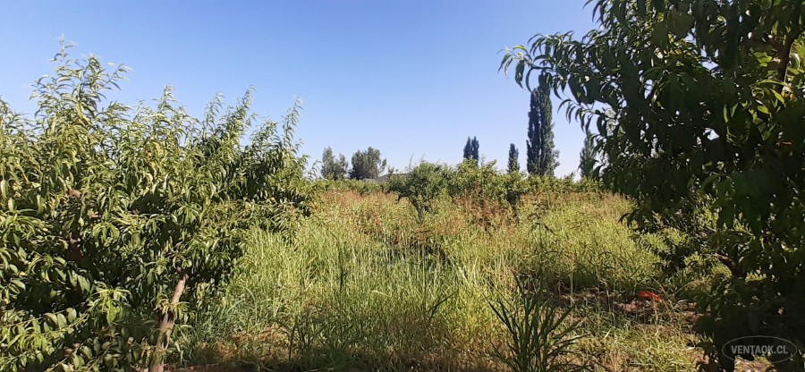 Parcela en venta en Peñaflor — foto 6