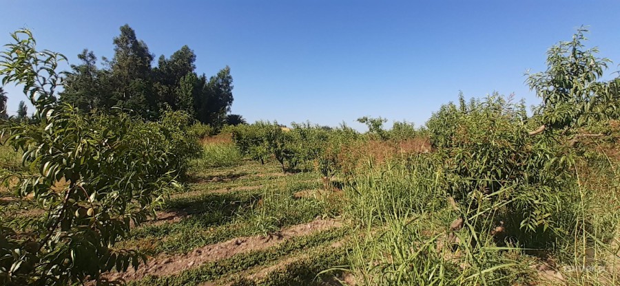 Parcela en venta en Peñaflor — foto 7