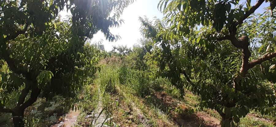 Parcela en venta en Peñaflor — foto 9
