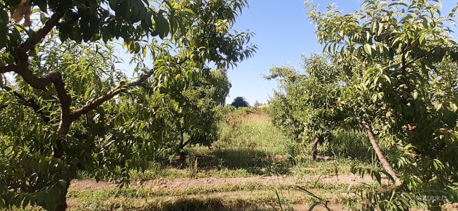Parcela en venta en Peñaflor — foto 10