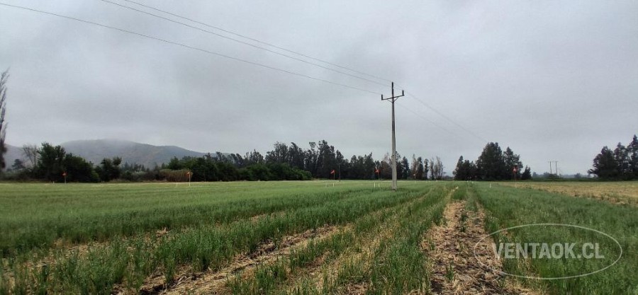 Parcela en venta en Talagante — foto 10