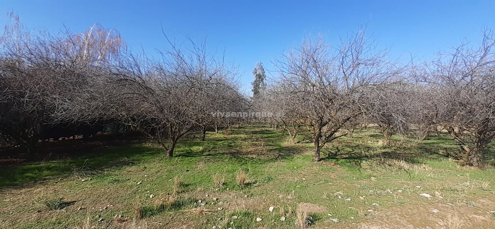 Parcela en venta en Pirque — foto 9