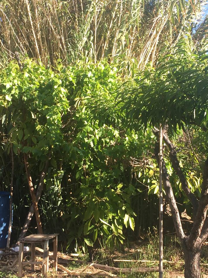 Parcela en venta en Monte Patria — foto 3