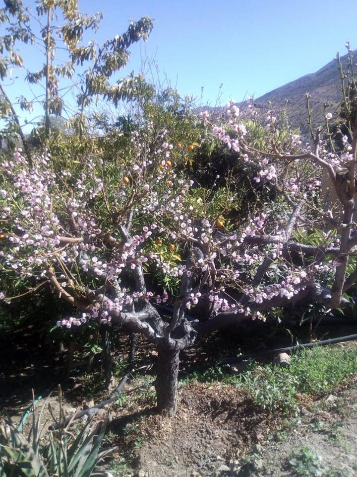 Parcela en venta en Monte Patria — foto 4