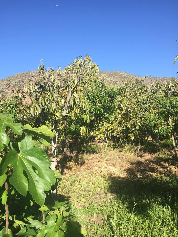 Parcela en venta en Monte Patria — foto 7