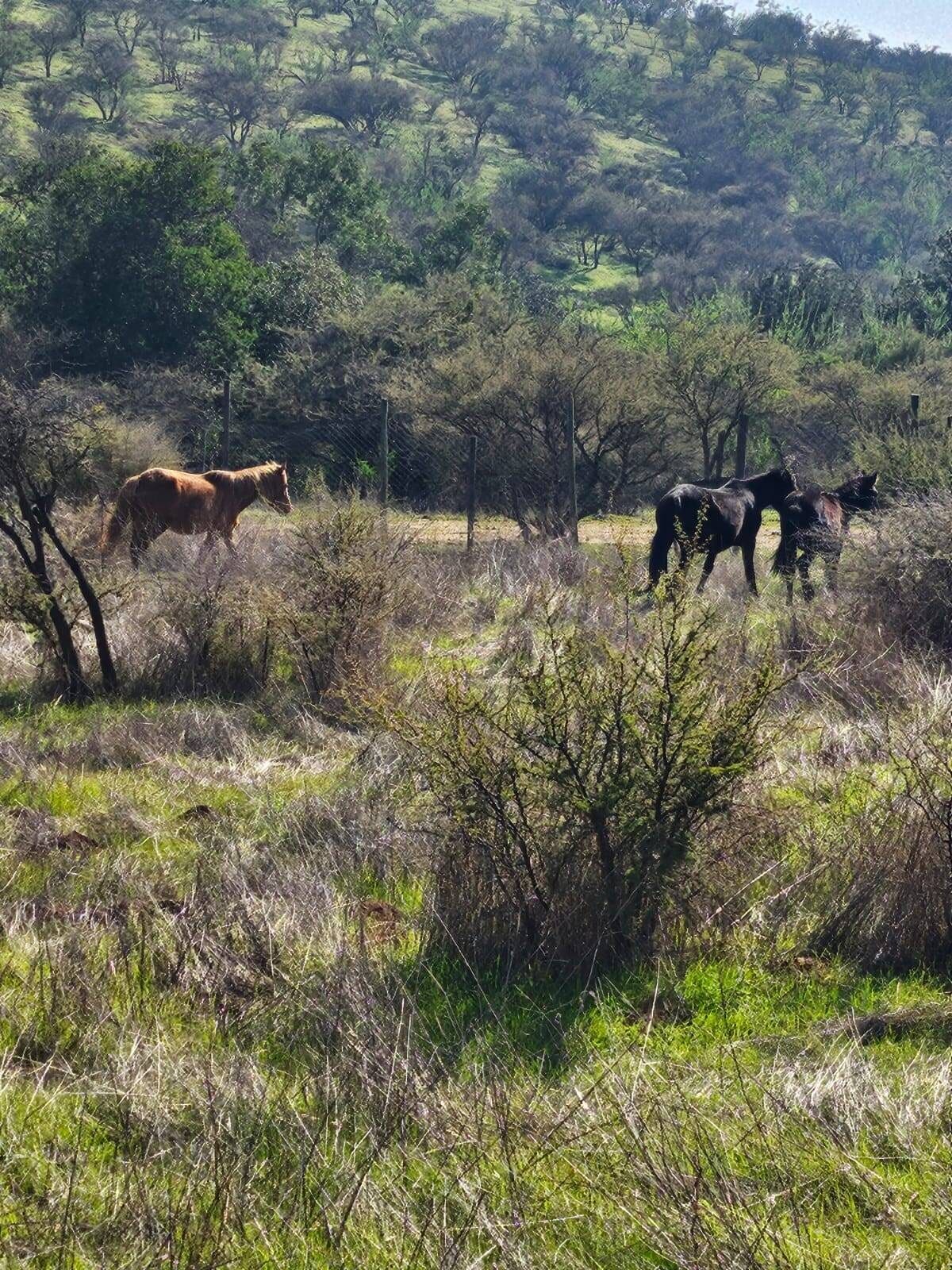 Parcela en venta en Limache — foto 4