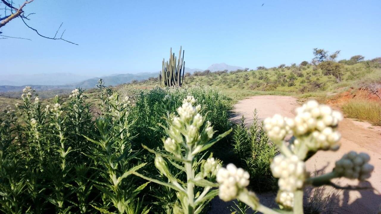 Parcela en venta en Limache — foto 5