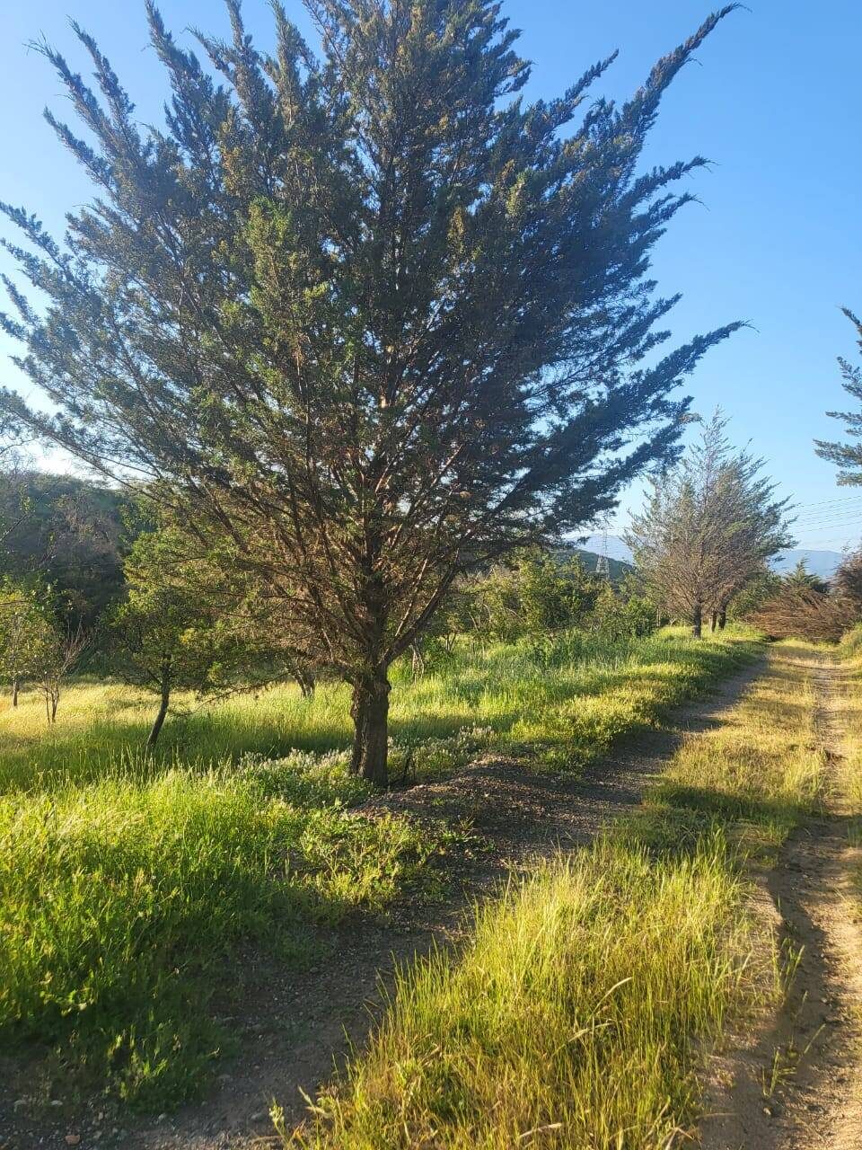 Parcela en venta en Limache — foto 7