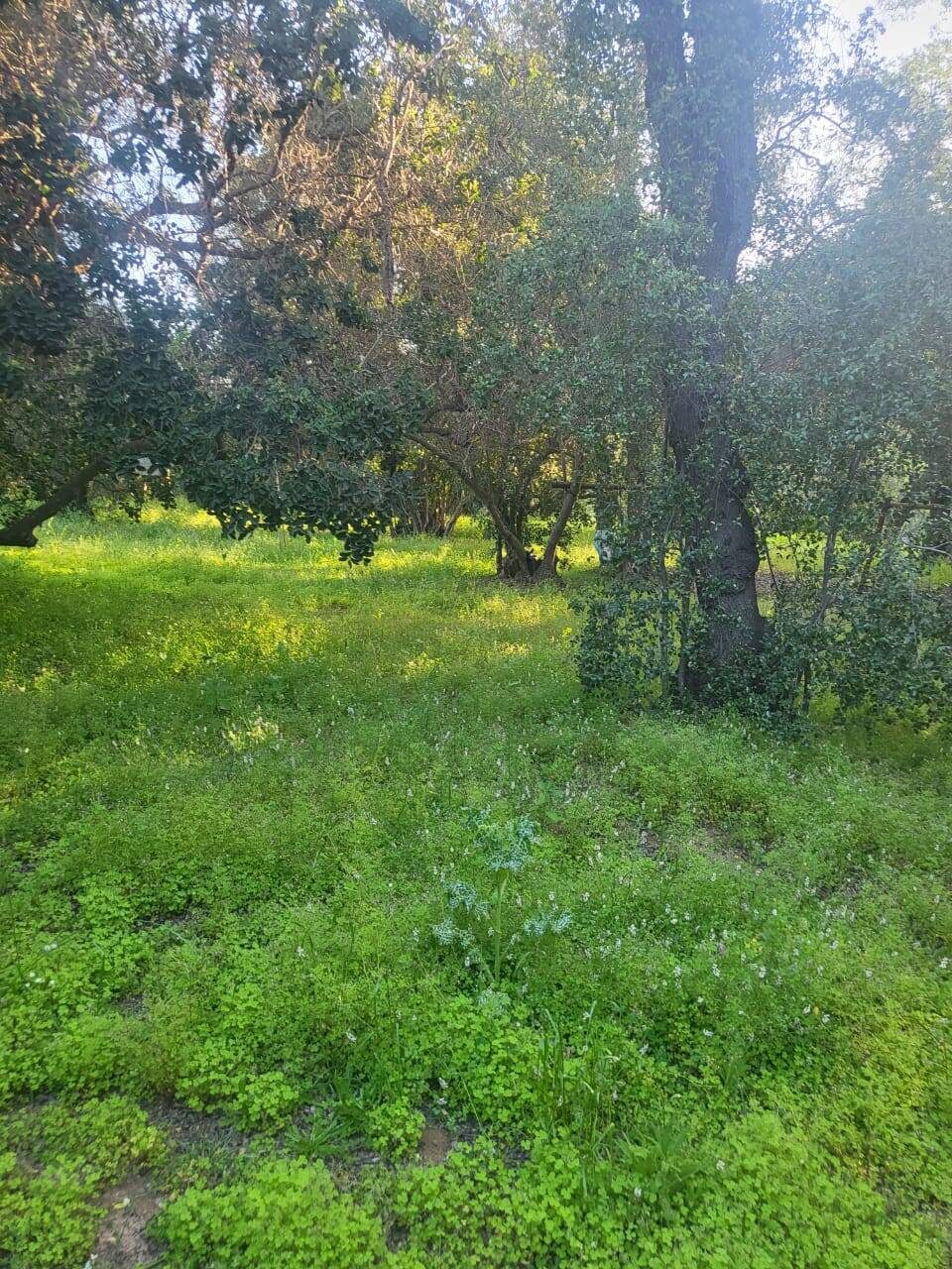 Parcela en venta en Limache — foto 8