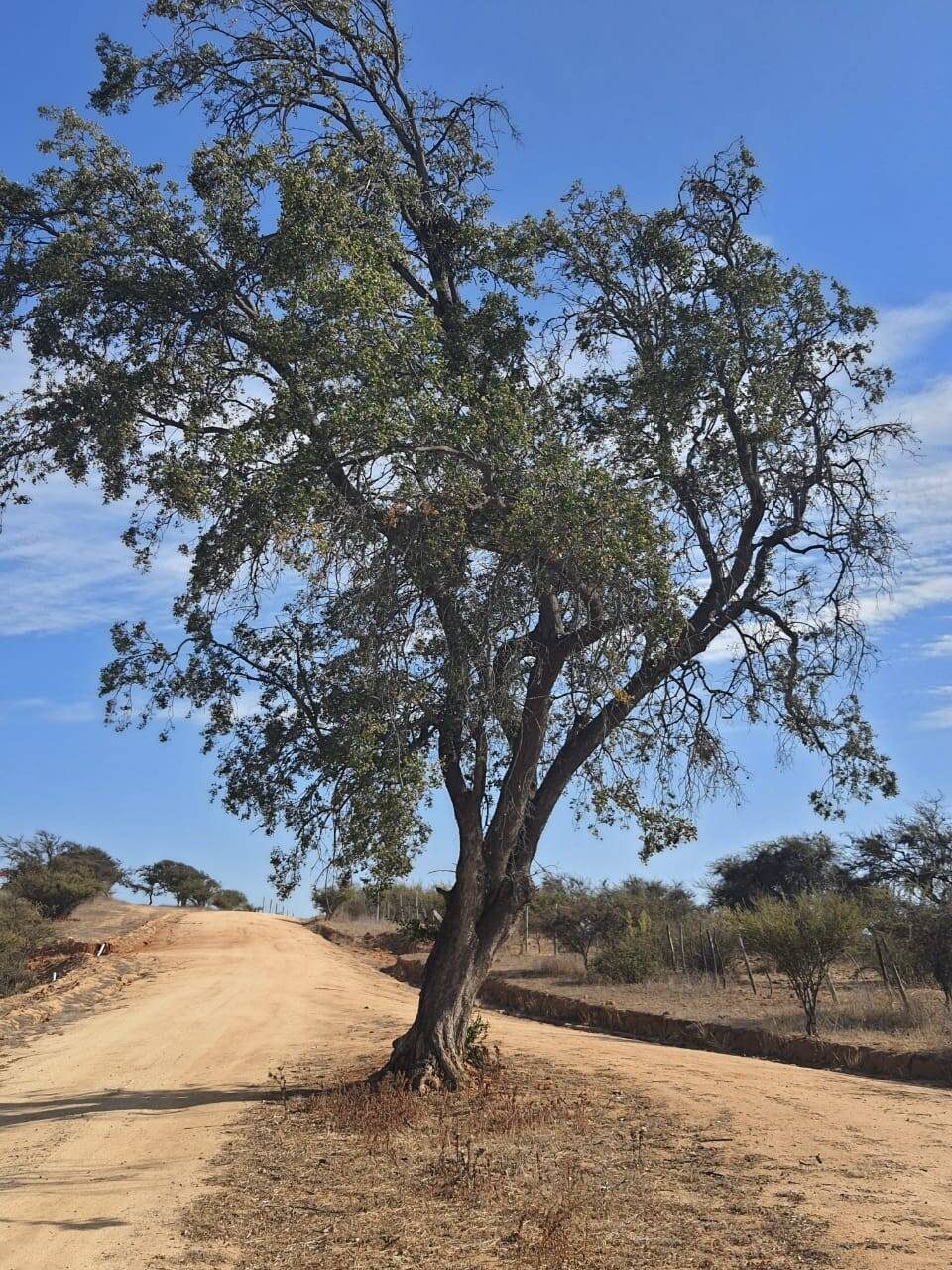 Parcela en venta en Limache — foto 1