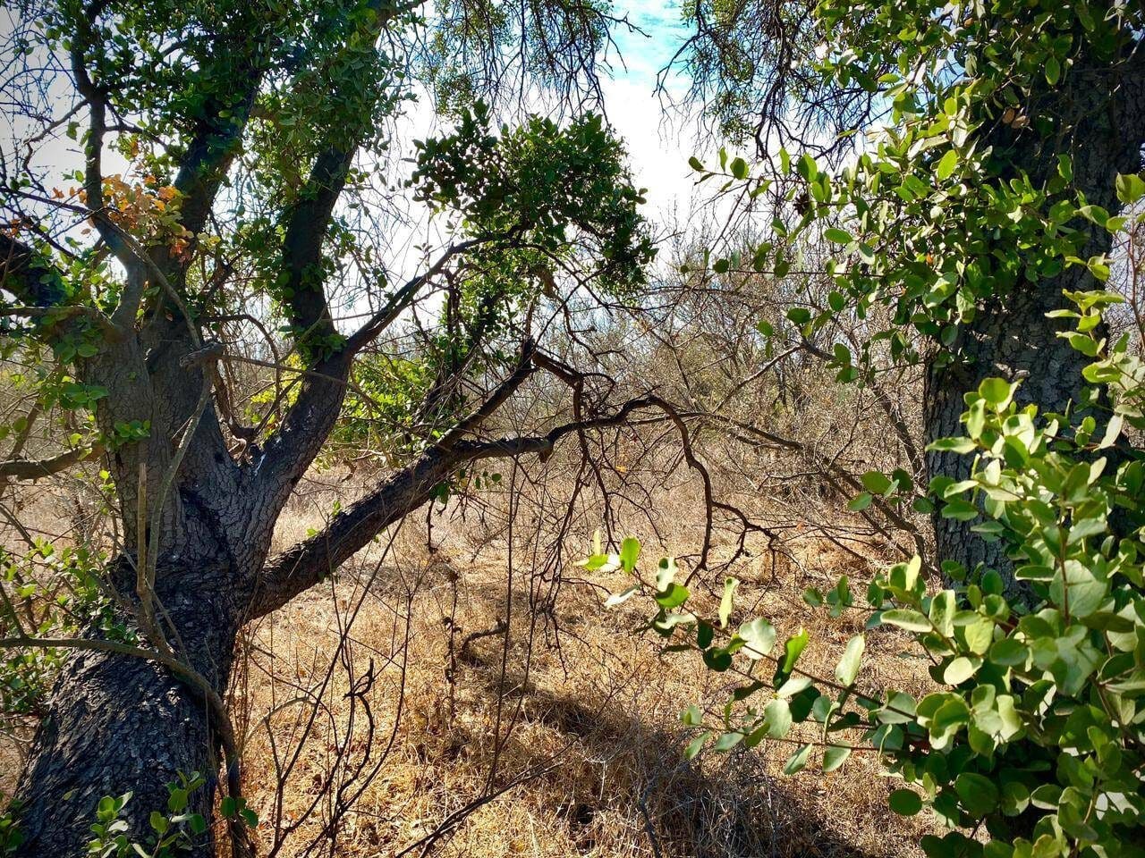 Parcela en venta en Limache — foto 6