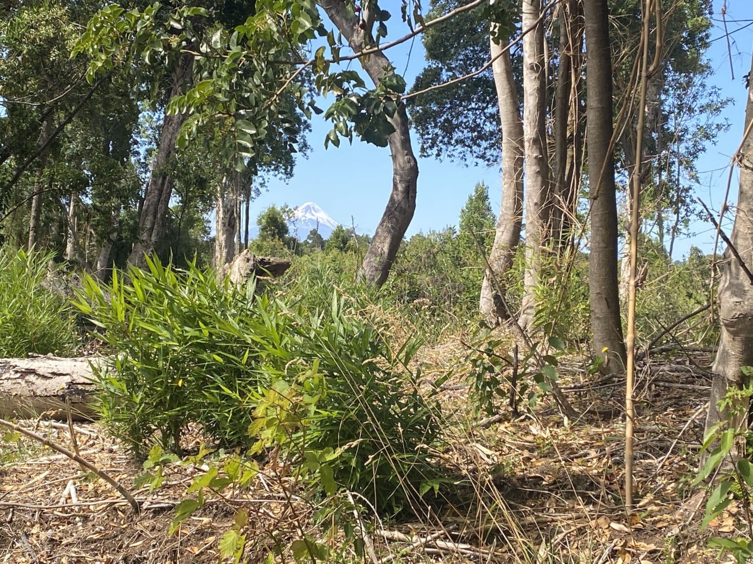 Parcela en venta en Frutillar — foto 5