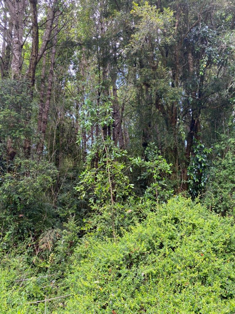 Parcela en venta en Chonchi — foto 4