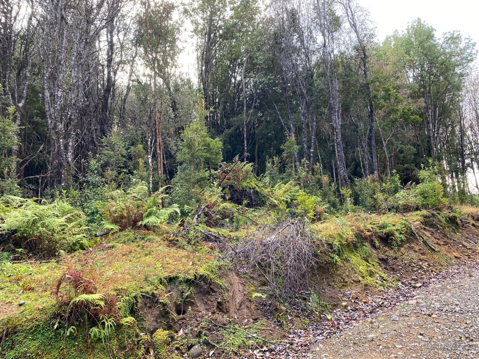 Parcela en venta en Chonchi — foto 9