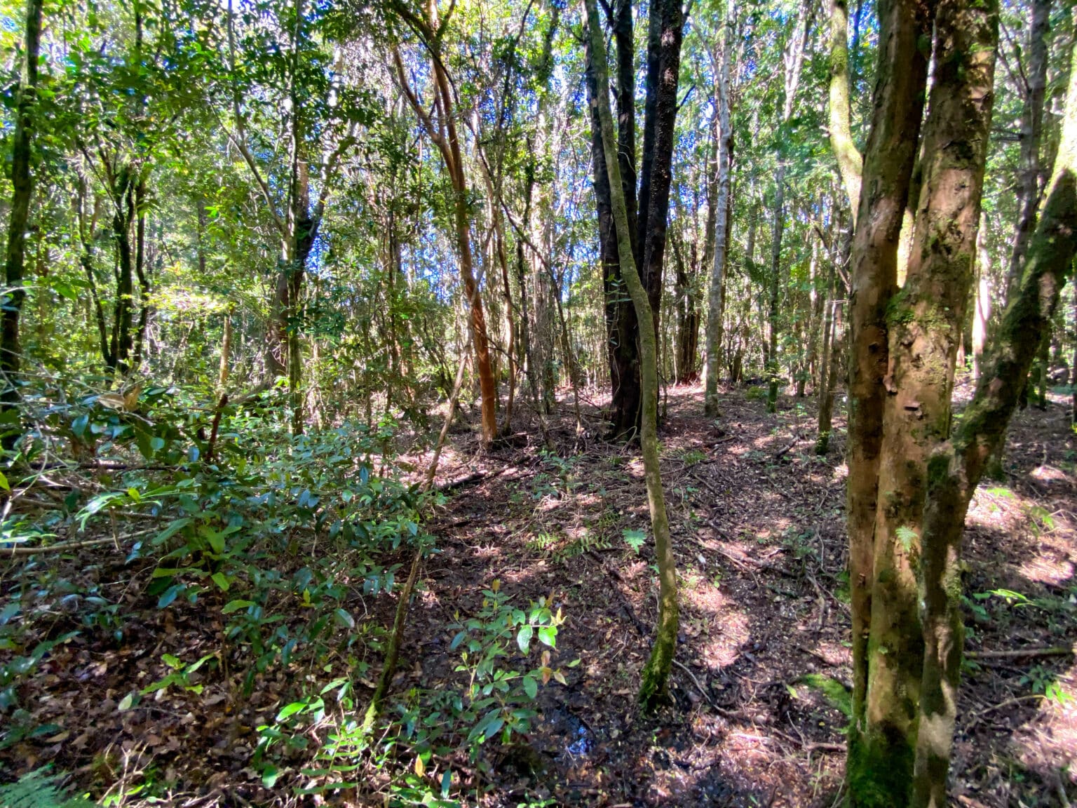 Parcela en venta en Puerto Varas — foto 5