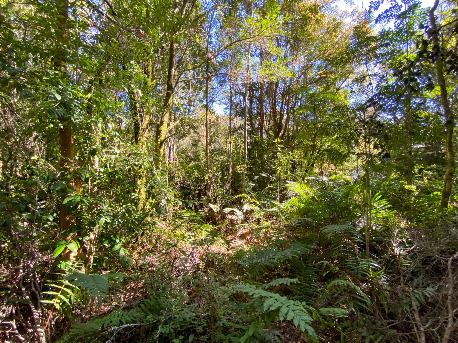 Parcela en venta en Puerto Varas — foto 9