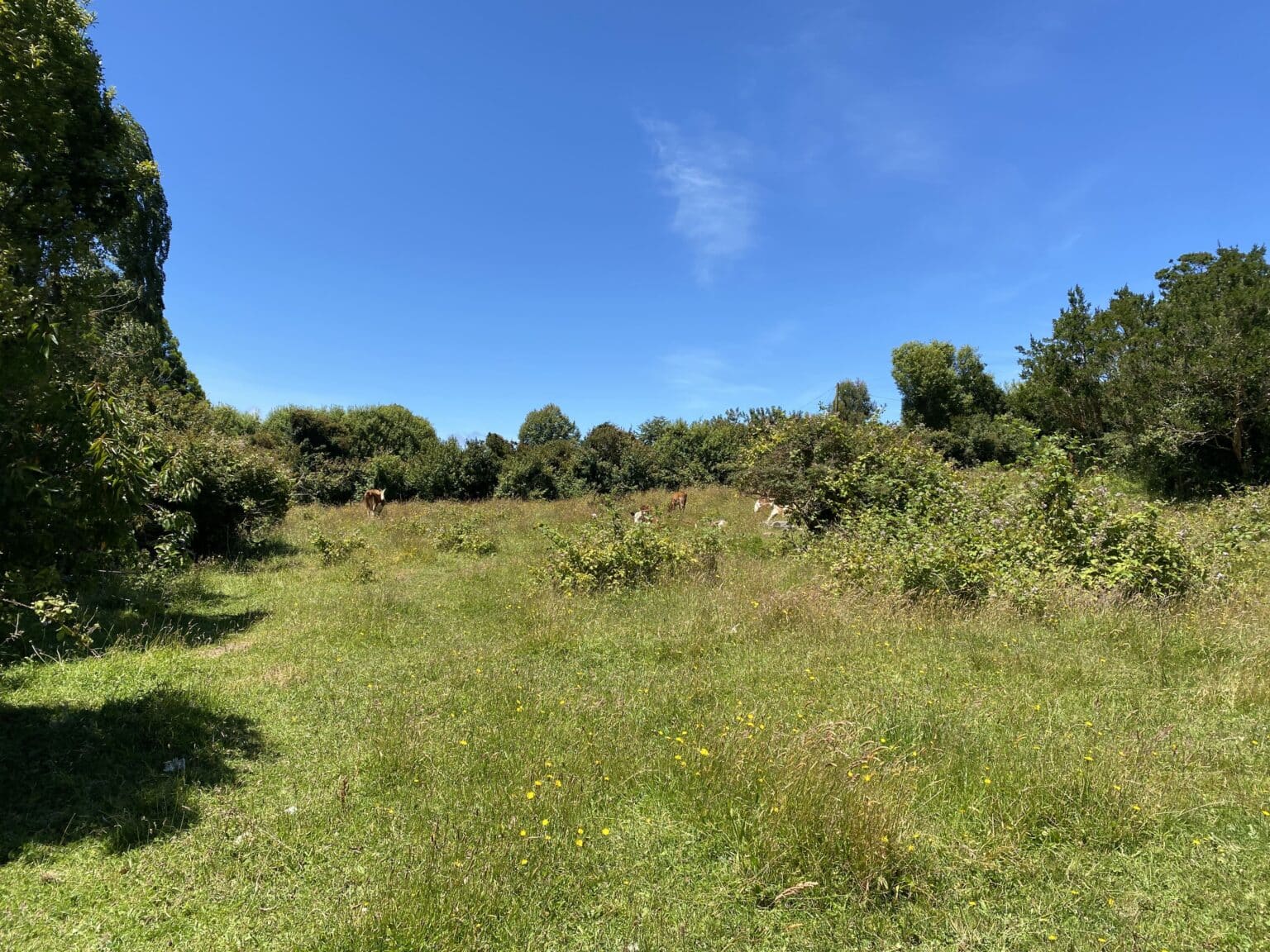 Parcela en venta en Calbuco — foto 5