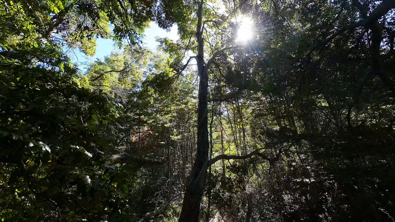 Parcela en venta en Futaleufú — foto 4