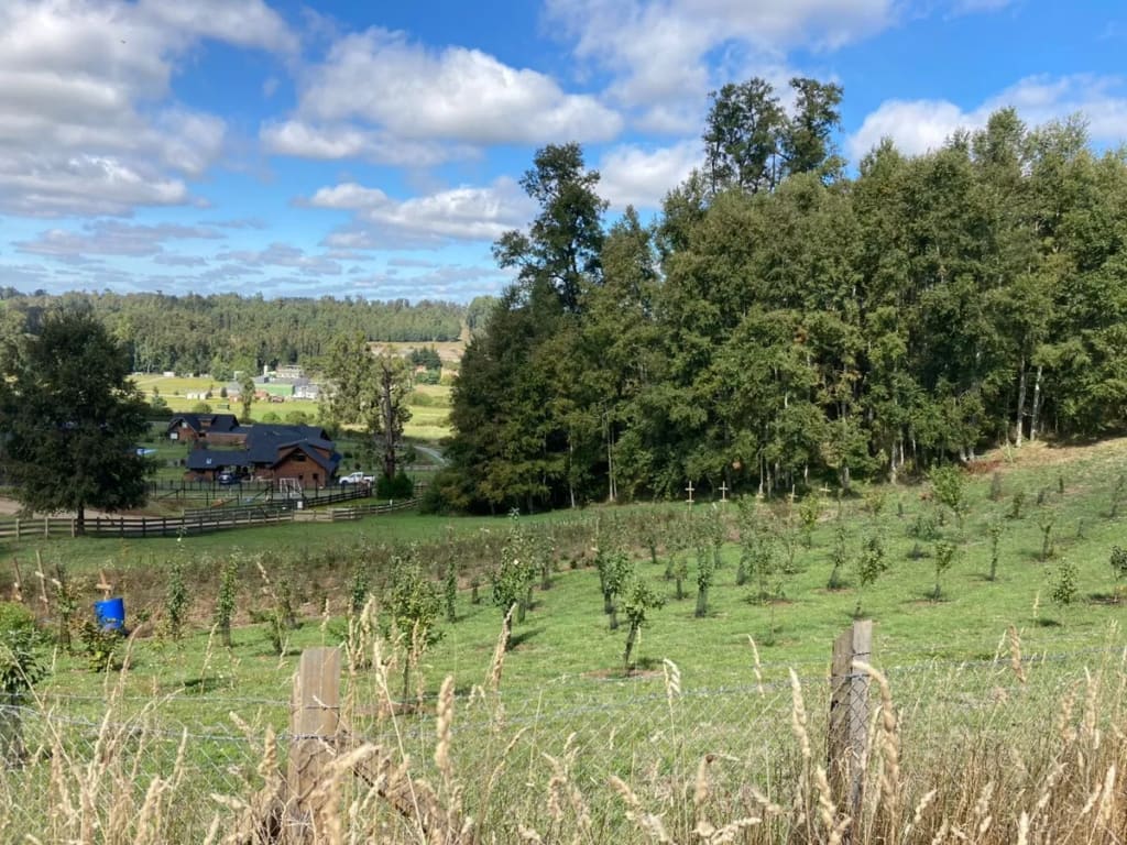 Parcela en venta en Osorno — foto 4