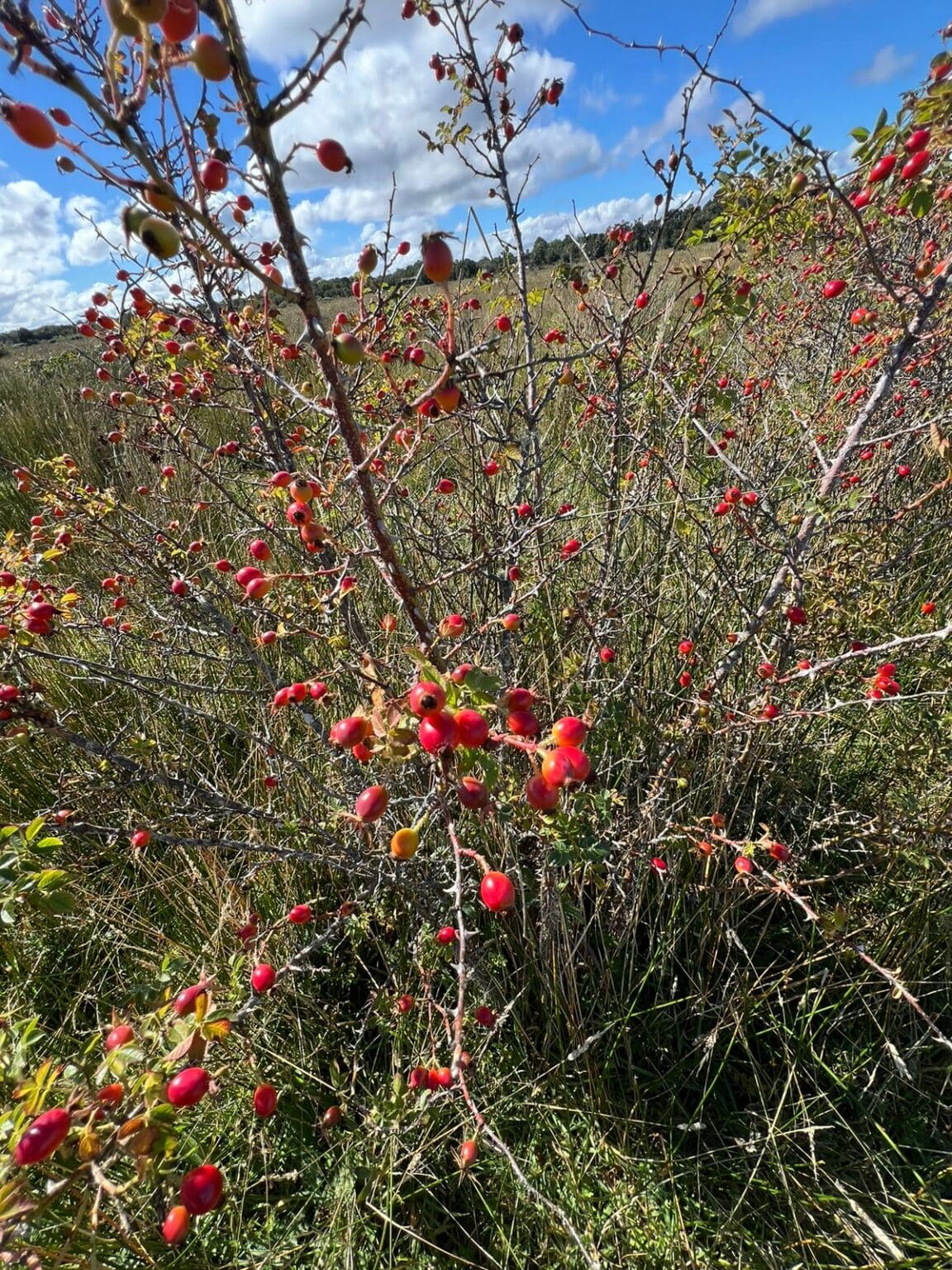 Terreno en venta en Maullín — foto 6