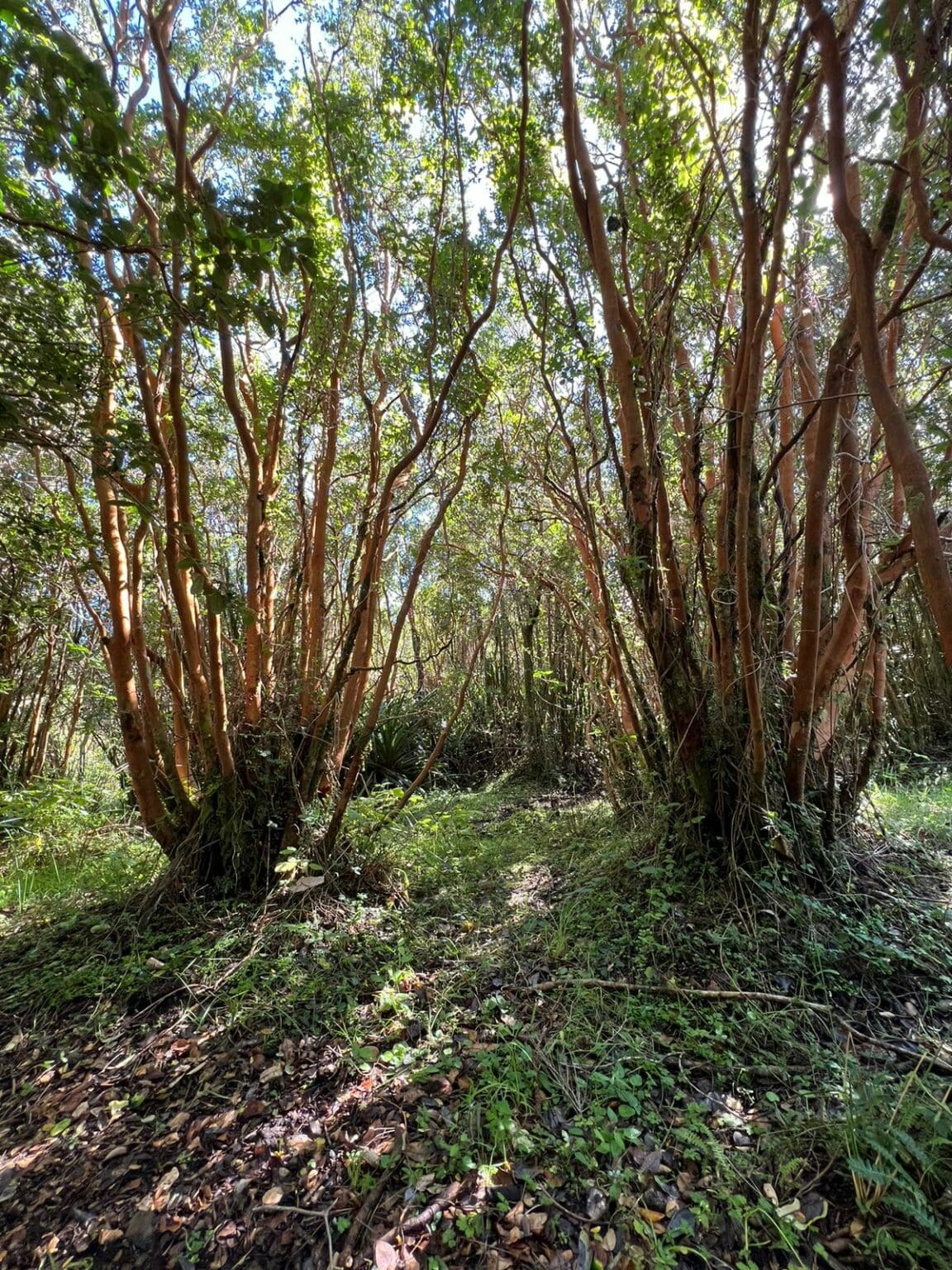 Terreno en venta en Maullín — foto 8