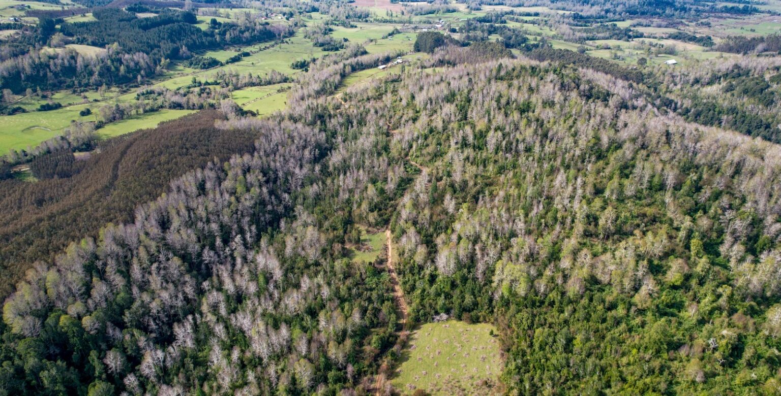 Terreno en venta en Fresia — foto 6