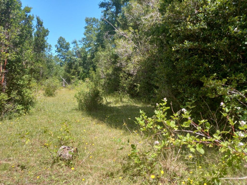 Parcela en venta en Fresia — foto 2