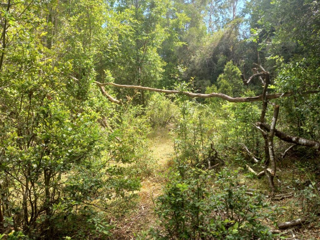 Parcela en venta en Fresia — foto 5