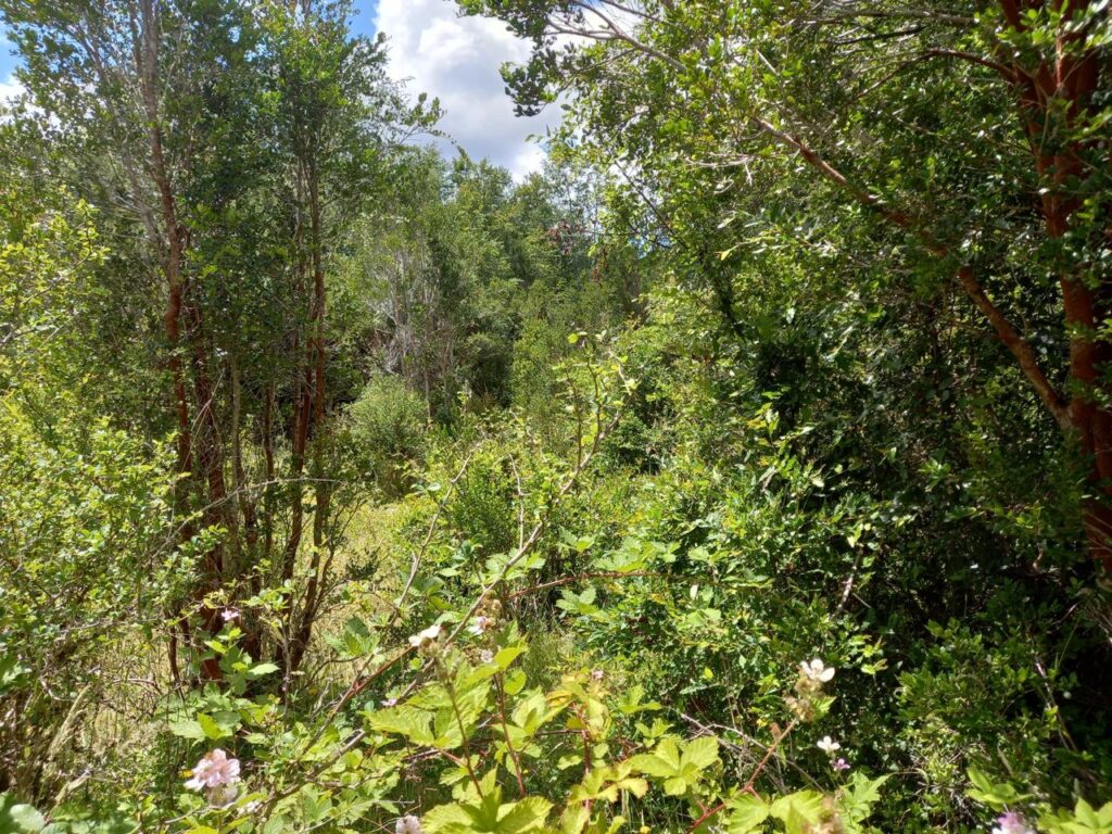 Parcela en venta en Fresia — foto 10