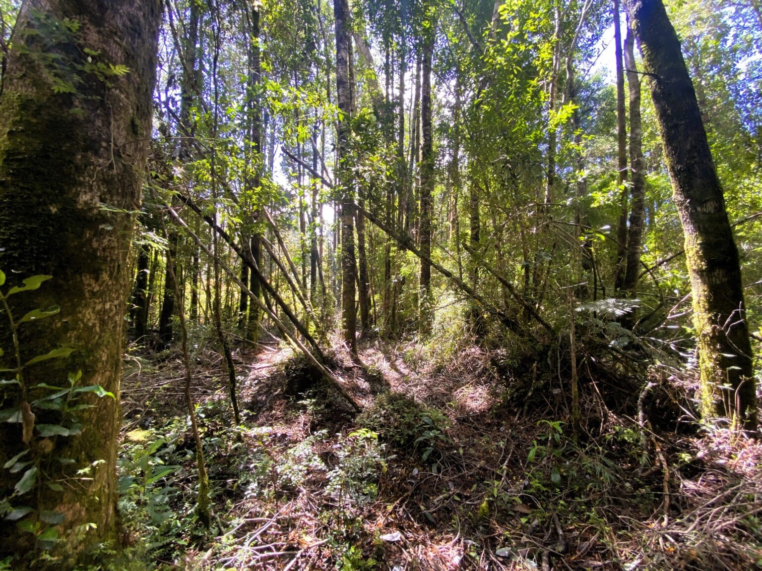 Parcela en venta en Puerto Varas — foto 4