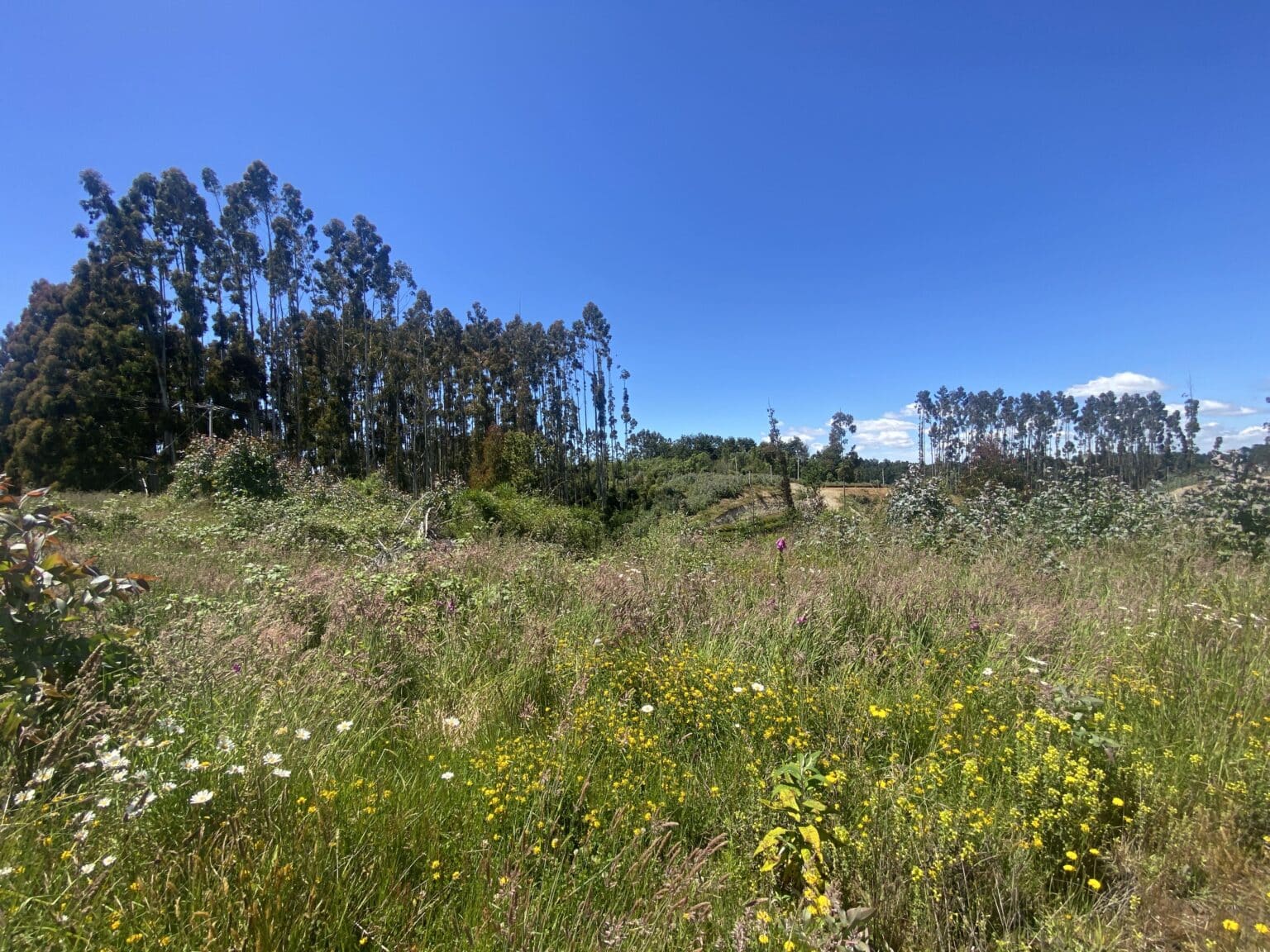 Parcela en venta en Puerto Varas — foto 7