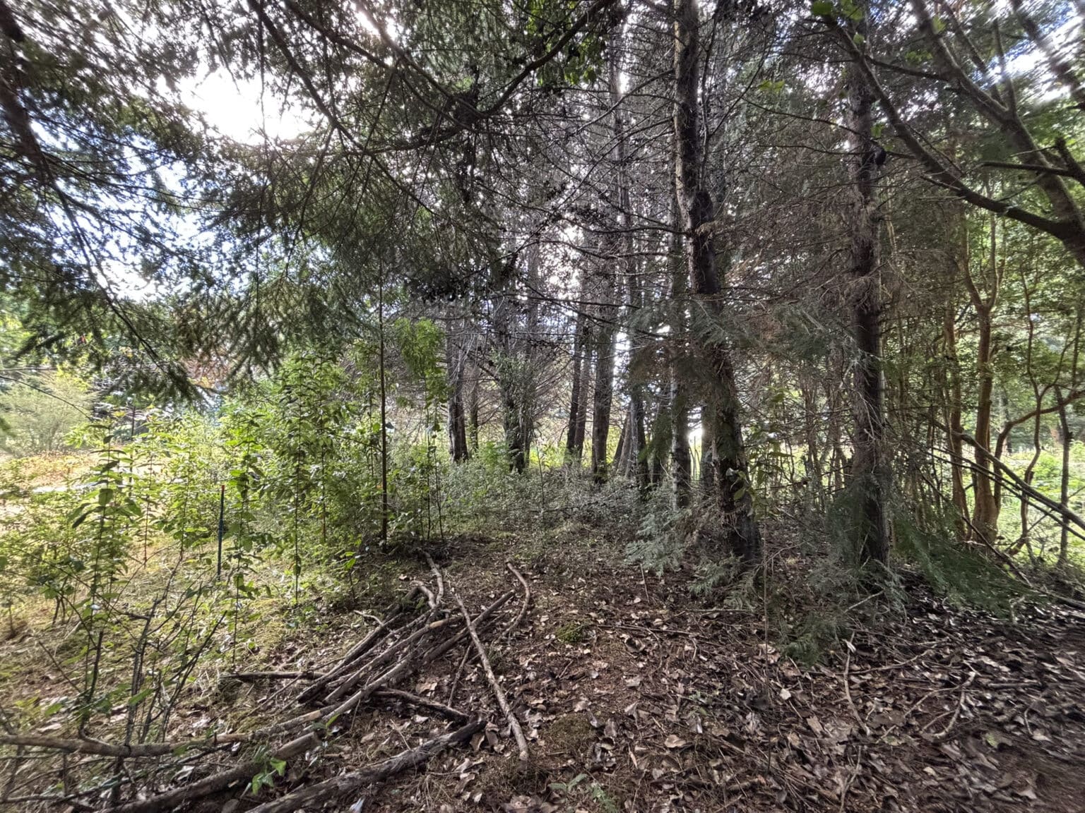 Parcela en venta en Maullín — foto 6