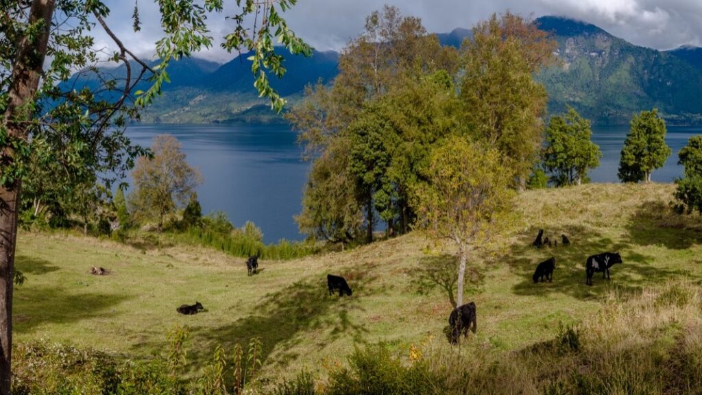 Parcela en venta en Lago Ranco — foto 8