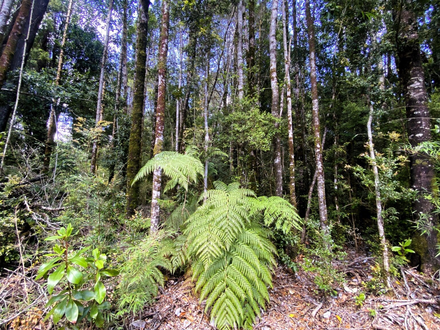 Parcela en venta en Puerto Varas — foto 3