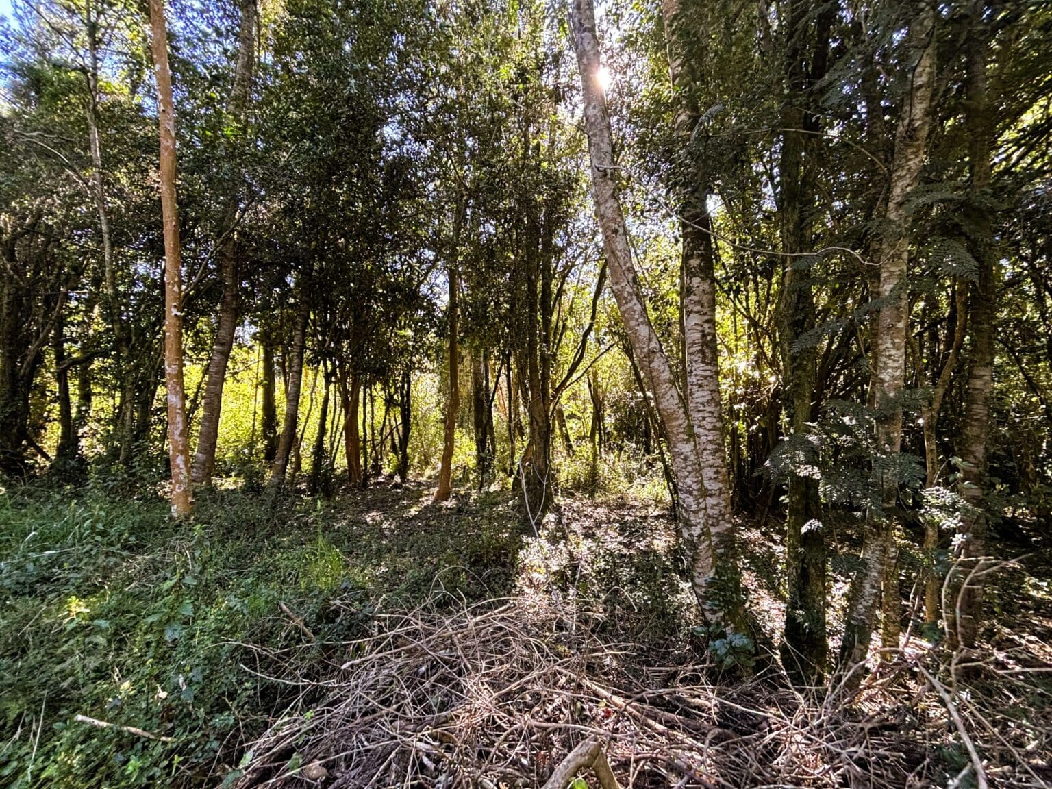 Parcela en venta en Puerto Varas — foto 4