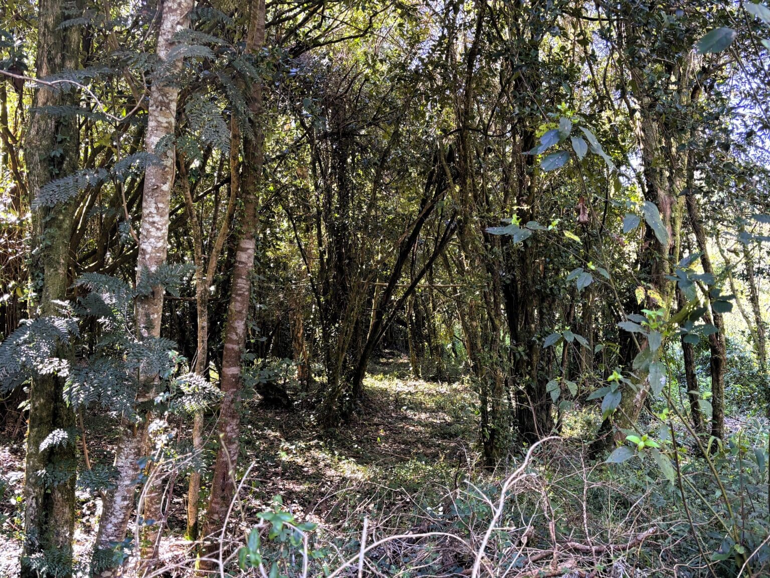 Parcela en venta en Puerto Varas — foto 6